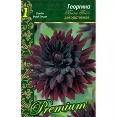 Георгина Блэк Тач 1шт