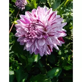 Георгина Блэкберри Рипл 1шт