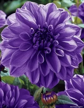 Георгина Блю Белл 1шт