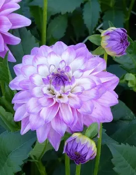 Георгина Блю Виш 1шт