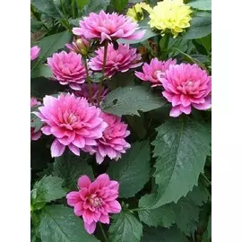 Георгина Блюсетте 1шт