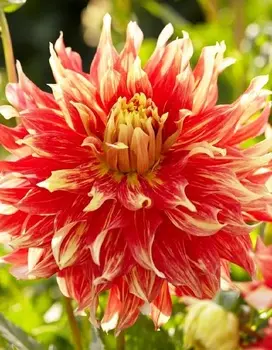 Георгина Бодашес 1 шт XXL