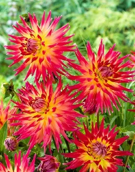 Георгина Бора Бора 1шт