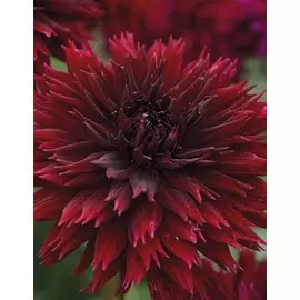 Георгина Дарк Фубуки 1шт