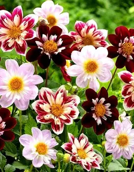 Георгина Денди 0,1 гр