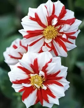 Георгина Файр энд Айс 1шт