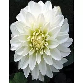 Георгина Галлери Арт Фейр 1 шт