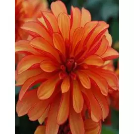 Георгина Галлери Кобра 1шт