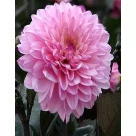 Георгина Галлери Ла Тур 1 шт