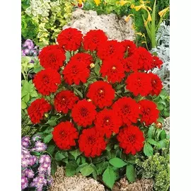 Георгина Галлери Ривера 1шт