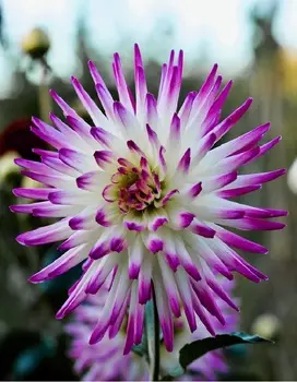 Георгина Гирлингс Сорбет 1 шт