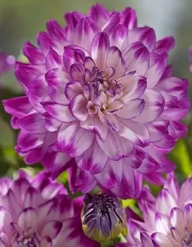 Георгина Ху Дан Ит 1 шт