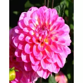 Георгина Эль Санто 1 шт