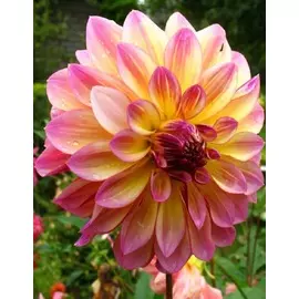 Георгина Карибиан Фэнтези 1 шт