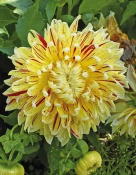 Георгина Кембридж 1шт