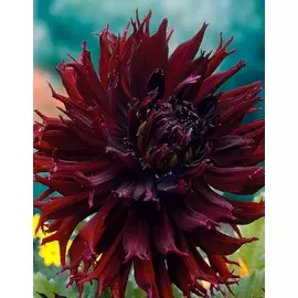 Георгина Кенора Макоб 1 шт