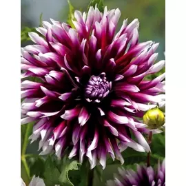 Георгина Клер Обскур 1шт