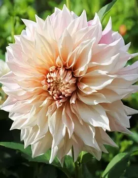 Георгина Кофе с молоком 1шт