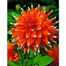 Георгина Колор Спектакль 1шт