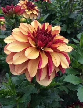 Георгина Крем де Коньяк 1 шт