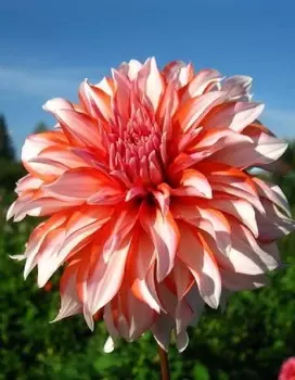 Георгина Кукла 1шт