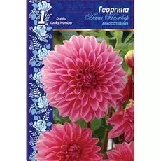Георгина Лаки Намбер 1шт