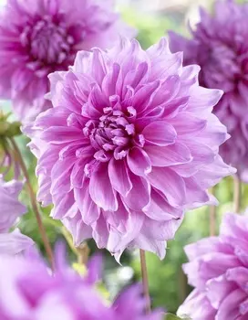 Георгина Лавендер Раффлз 1 шт XXL