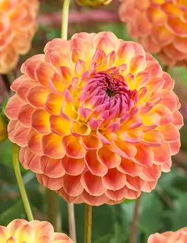 Георгина Лейкленд Отем 1шт