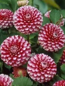 Георгина Литтл Уильям 1 шт