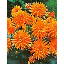 Георгина Людвиг Хельферт 1 шт