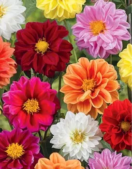 Георгина Махровая смесь 0,3 гр КЭШБЭК 25%