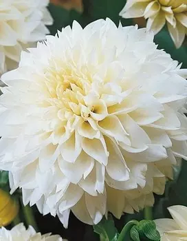 Георгина Майами Фубуки 1 шт