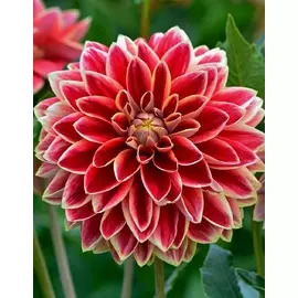 Георгина Максим 1 шт