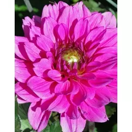 Георгина Мелоди Фанфар 1 шт