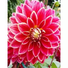 Георгина Мистер Оптимист 1 шт