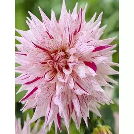 Георгина Микс Пепперминт 1 шт