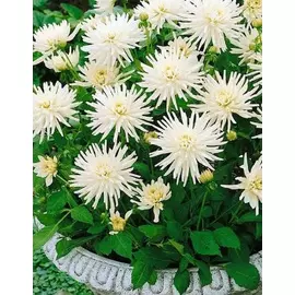 Георгина Плайя бланка 1 шт