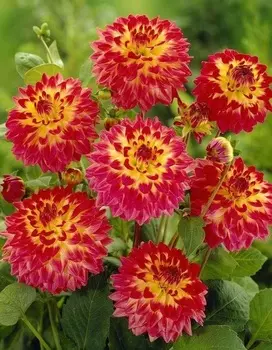 Георгина Процион 1шт