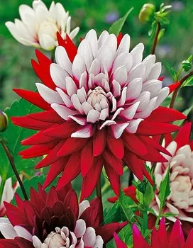 Георгина Ребеккас Уолд 1шт