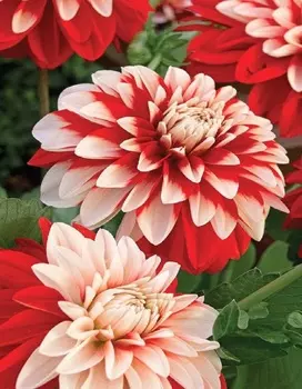 Георгина Рексона 1шт