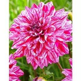 Георгина Сантандер 1шт