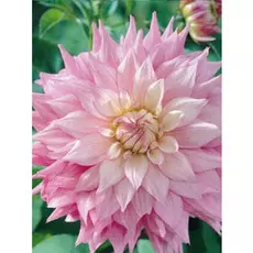 Георгина Сэр Альф Рамсей 1 шт