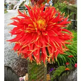 Георгина Шоу'н Телл 1 шт.