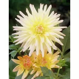 Георгина Шутинг Стар 1 шт.