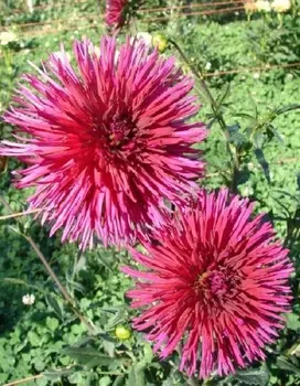 Георгина Урчин 1шт