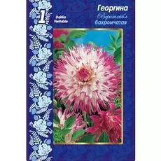 Георгина Веритейбл 1шт