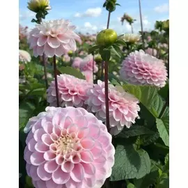 Георгина Визард оф Оз 1шт