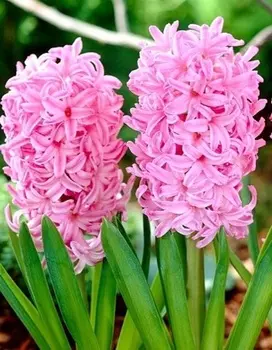 Гиацинт Розетта 1 уп. (4 шт.)