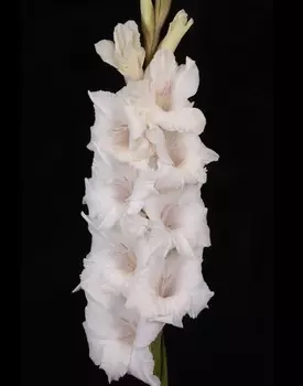 Гладиолус Альбинос 1 уп. (3 шт.)