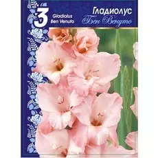 Гладиолус Бен Венуто 1 уп. (3 шт.)